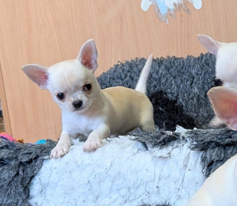 Chłopczyk chihuahua FCI