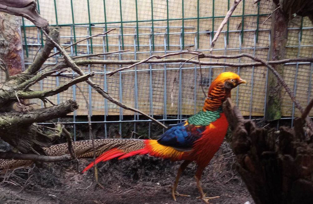 sprzedam dwuletnią parę bażantów złotych