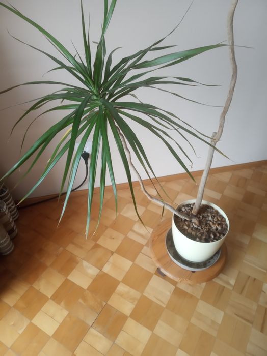 Piękny kwiat dracena 170 cm