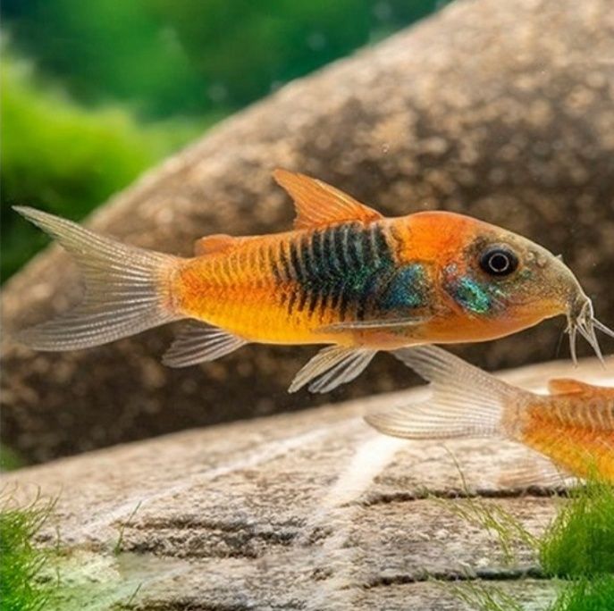 Kirysek VENEZUELA ORANGE, rybki akwariowe.