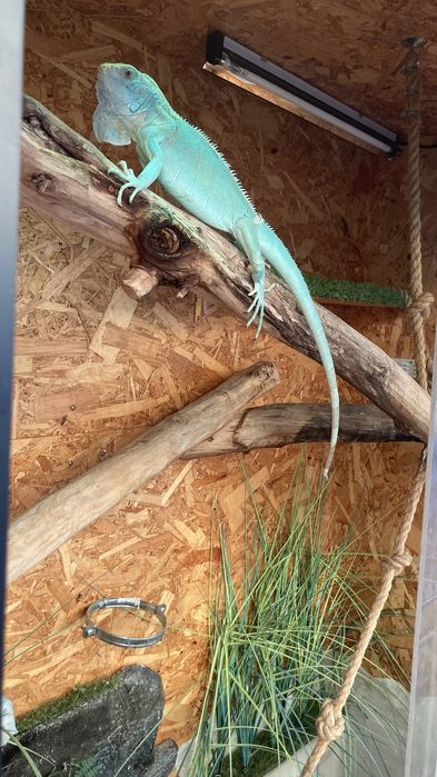 Terrario  iguana azul