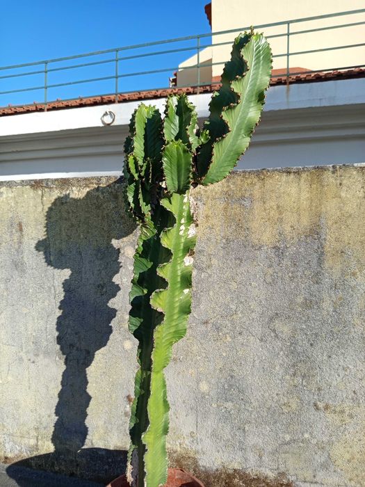 Cacto Candelabro