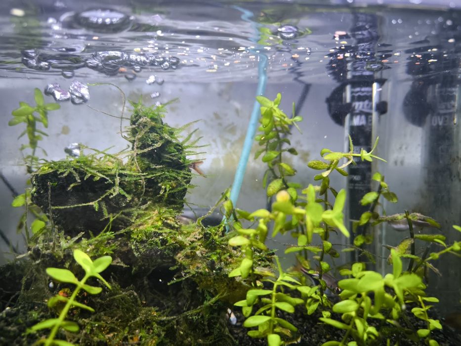 Aquário de peixes completo.