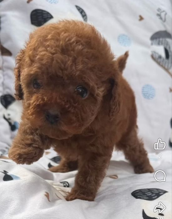 Suczka Cavapoo Efia