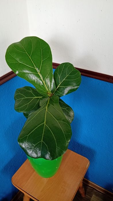 Фікус Лірата (не бамбіно)