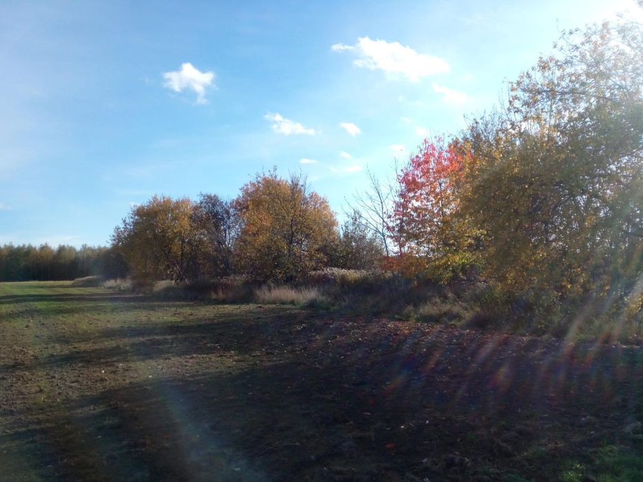 Oddam drewno za darmo