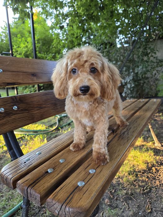 Maltipoo piesek maltańczyk & pudel