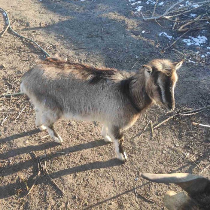 Козлята продаются от высокоудойной козы.