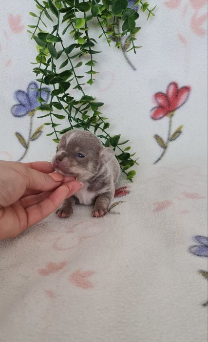 Excecional mini lilac Chihuahua/Chiuaua de Qualidade