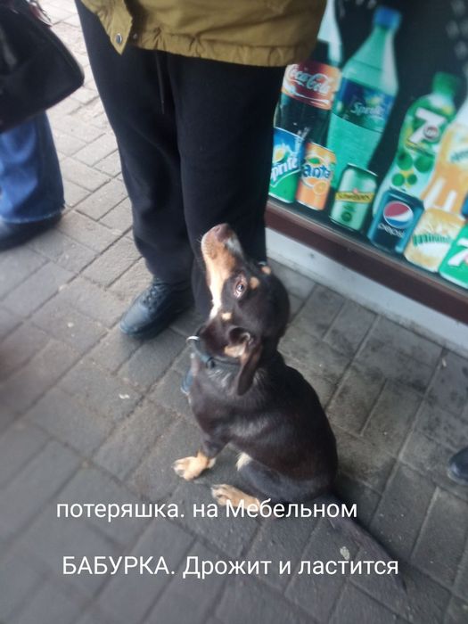 Замечена собака Хортицкий