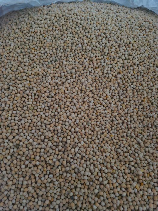 Sprzedam odczyszczony groch