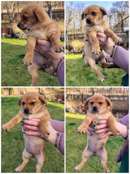 Терміново! Собачата, цуценята в добрі руки!