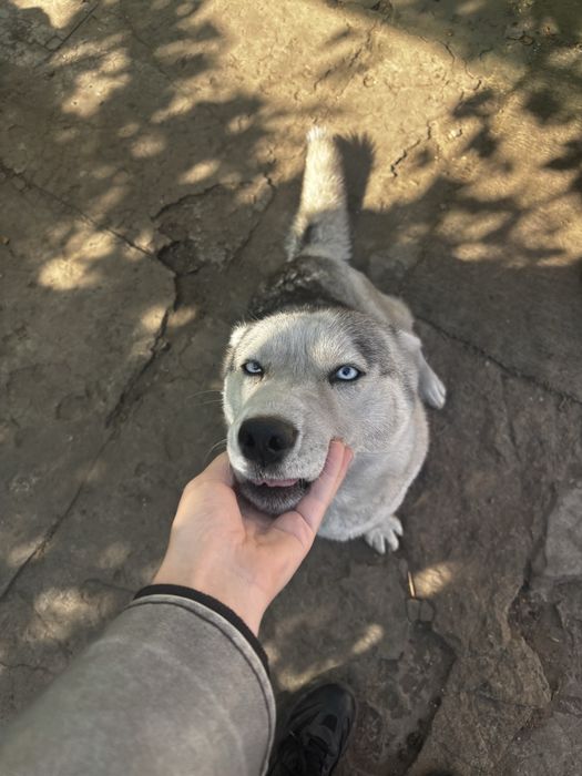 Отдам чистокровную хаски