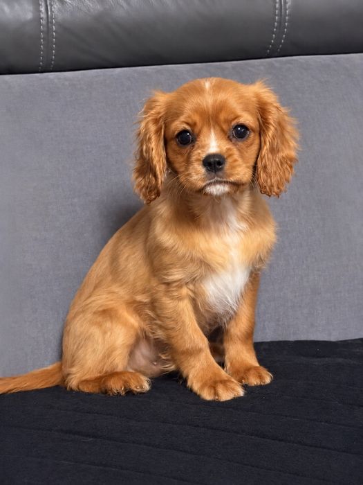 Cavalier King Charles Spaniel piesek   juz do odbioru
