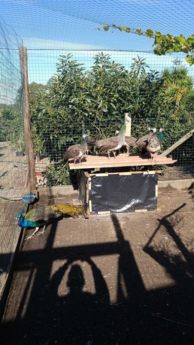 Pavoes spalding azuis