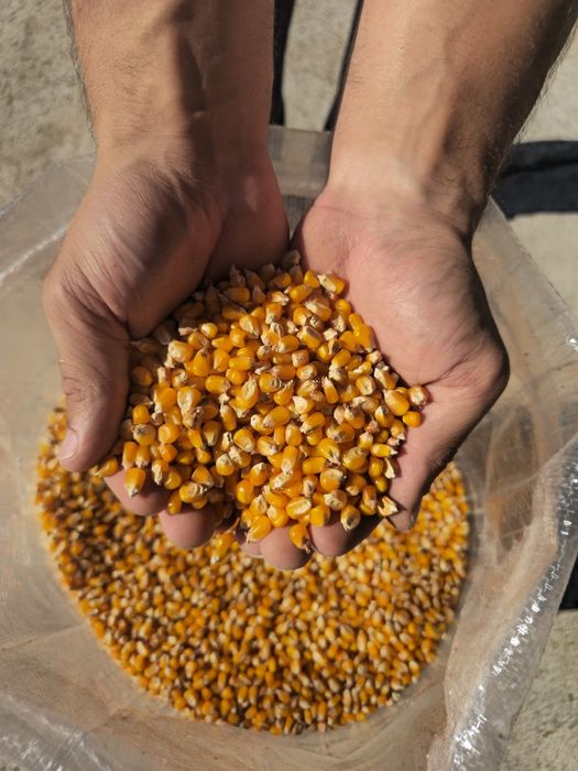 Milho Miúdo RM Agro - Colheita 2025