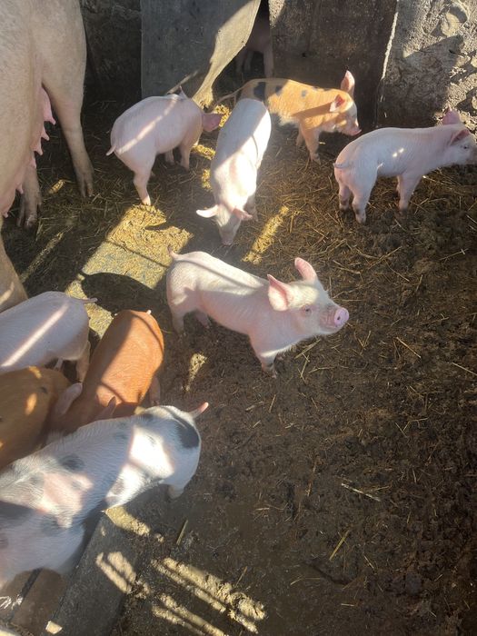 Поросята мясного направления