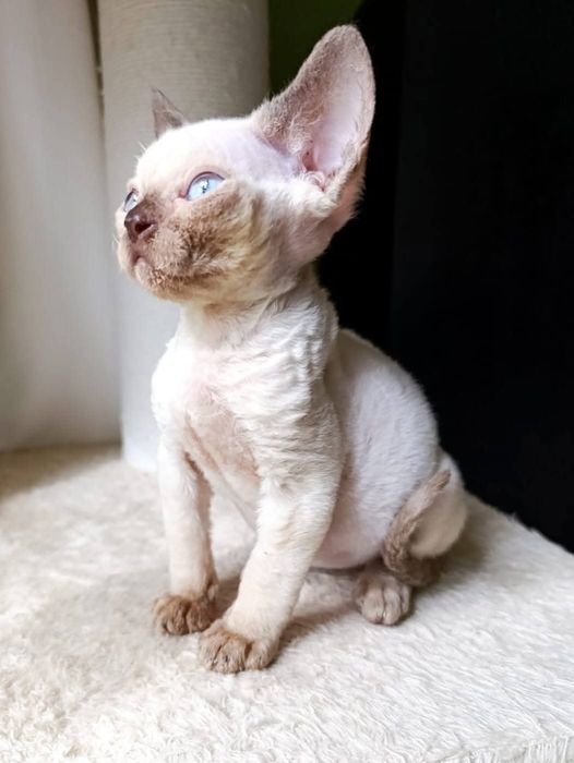 Kocurek Devon Rex CHEATER