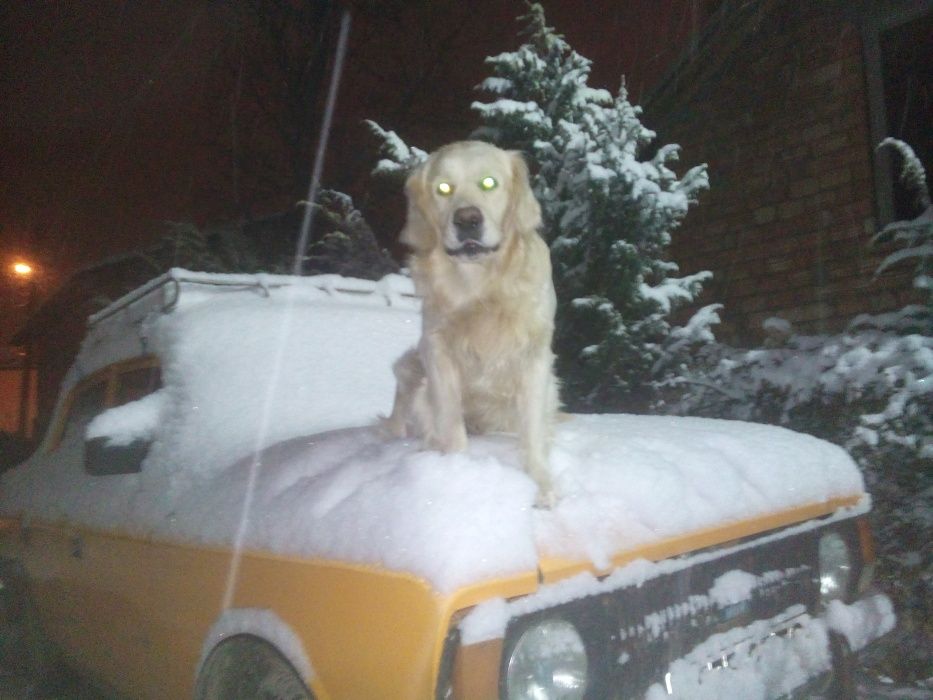 Золотистий ретривер.В'язка.