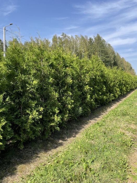 Duże Tuje Szmaragd 150-350cm‼️ Wysokie Thuje BRABANT do 450cm
