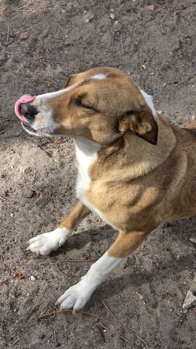 Cadela esterilizada com quase 2 anos dá-se