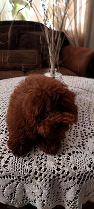 Той пудель ксу  міни тикап хлопчик