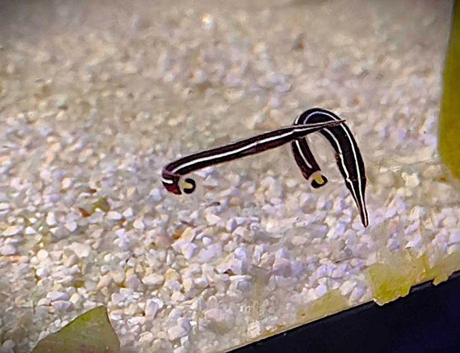 Diademichthys lineatus. Morskie