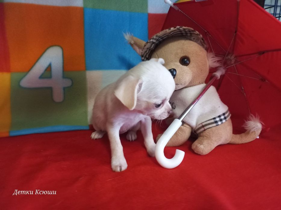 ДевЧишка МИНИ красотка.