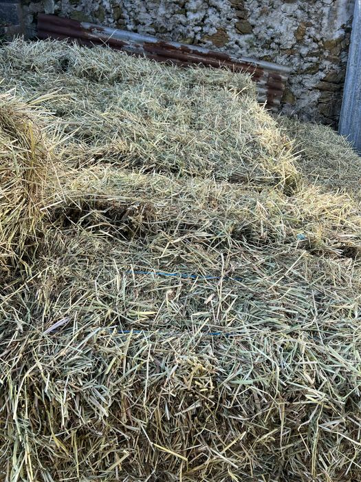 Fardos de Feno Azevém 2025