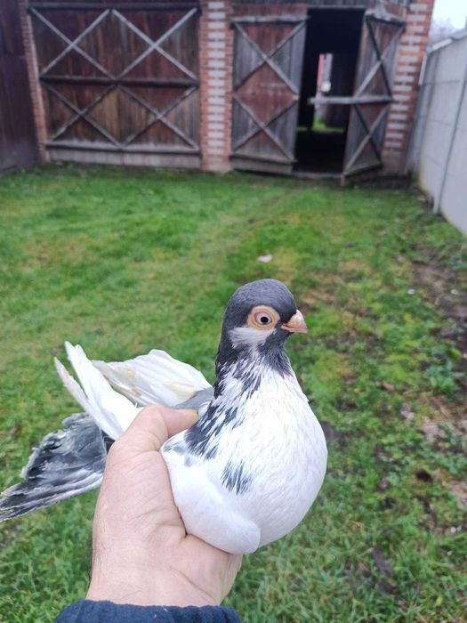 Sprzedam gołębie ozdobne zamojskie