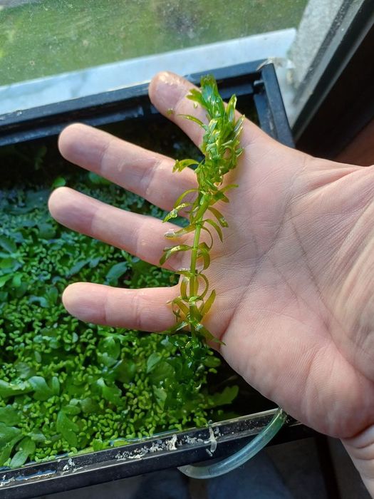 plantas aquáticas foxtail e flutuantes ornamentais