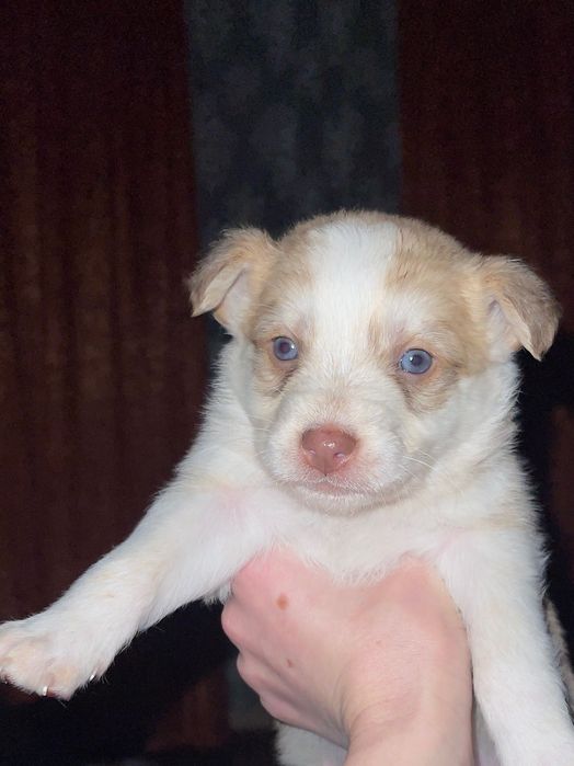 3 дівчинки шукають родину