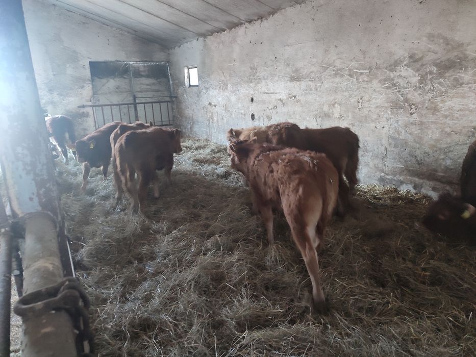 Odsadki limousin chereford angus miesne mieszańce