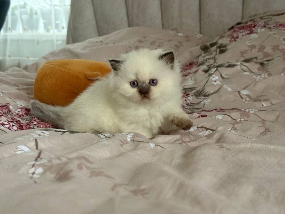 Шотландска кішка