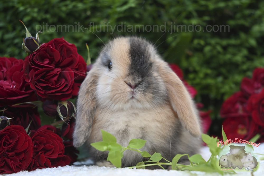 Висловухі кролики редкісного забарвлення! Кролик з розплідника!