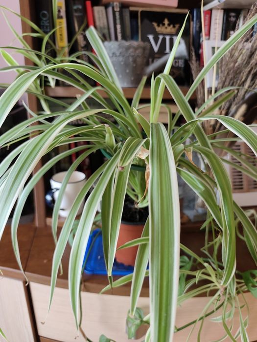 Duża zielonolistka, zielistka, kwiatek doniczkowy.