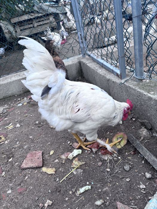 Galos  Rhode Island Red 100%puros