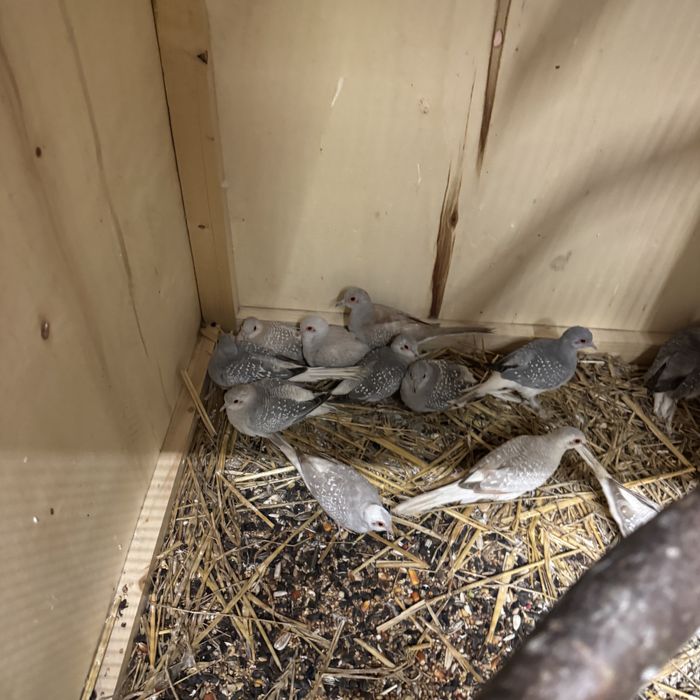 Gołąbki diamentowe