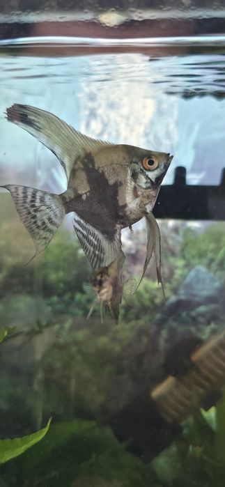 Pterophyllum scalare - Escalar Azul Riscado - Criação Própria