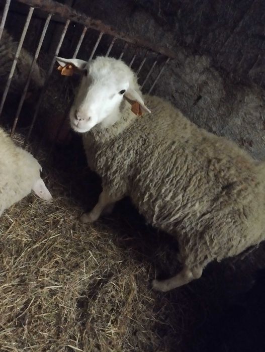 Mam na sprzedaż barana