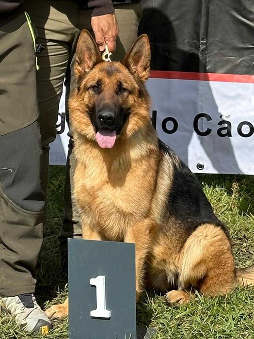 Cachorro de raça Pastor Alemão