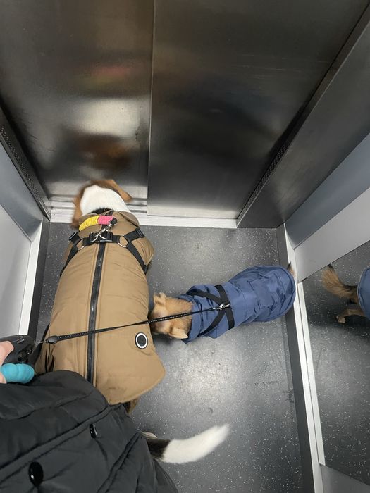 Petsitting zona vila do conde