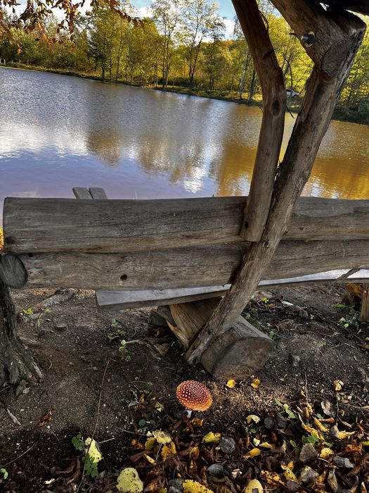 Котедж серед лісу  в Карпатах.  Риболовля. Чан.Сауна. Без сусідів.