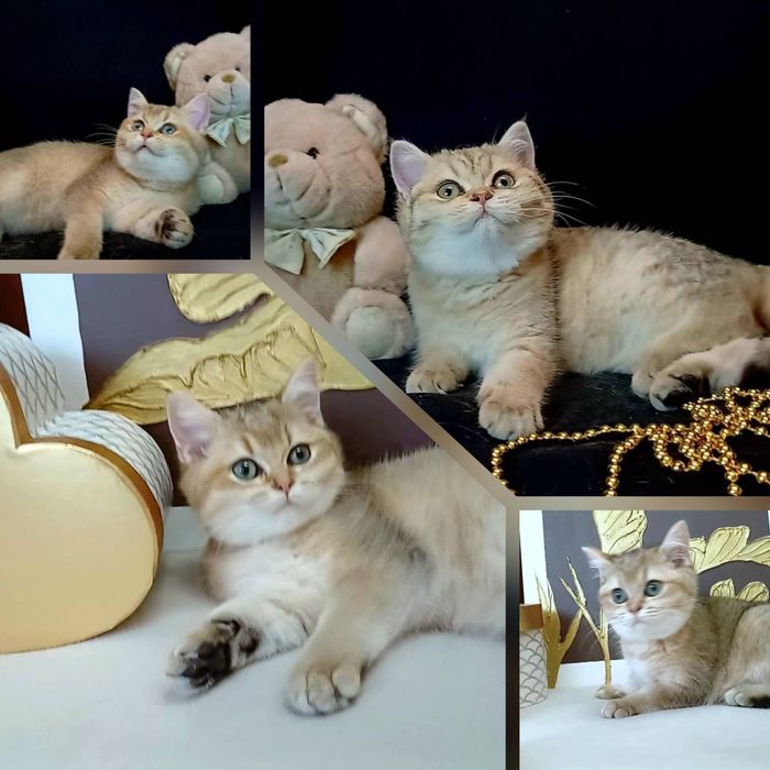 Шотландські золоті шиншилки.  Кошенята