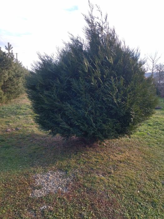 Туя, гігантська,,
