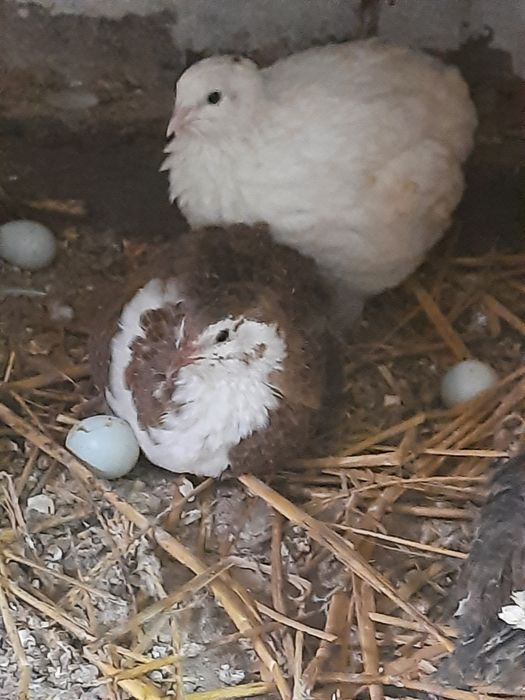 Jaja lęgowe przepiórki celadon