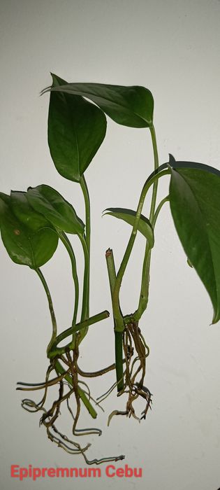 Epipremnum / philodendron