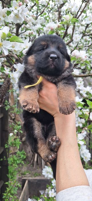 Цуценята німецької вівчарки