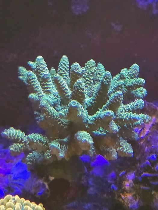 2 Acropora Millepora