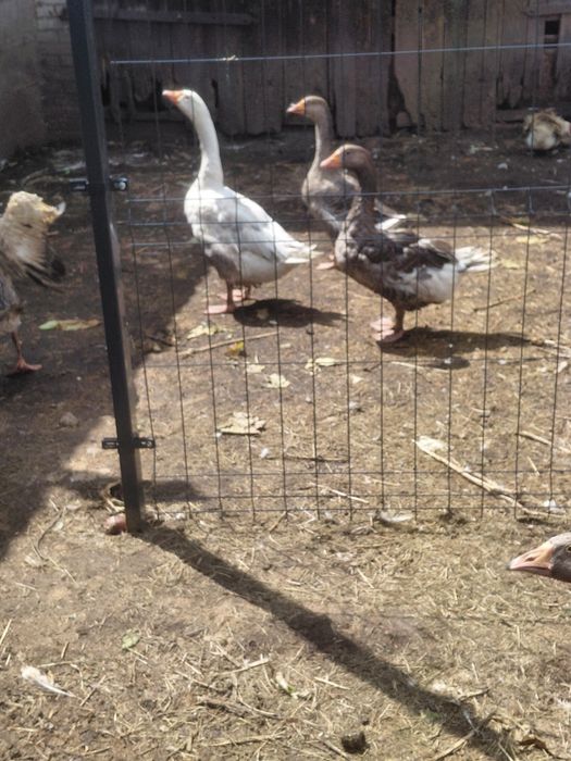 Gęsi mix ras landes garbonosa